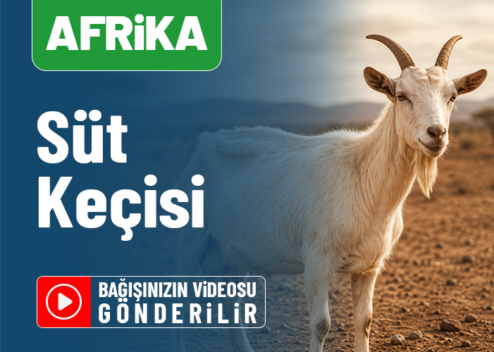 Afrika Süt Keçisi