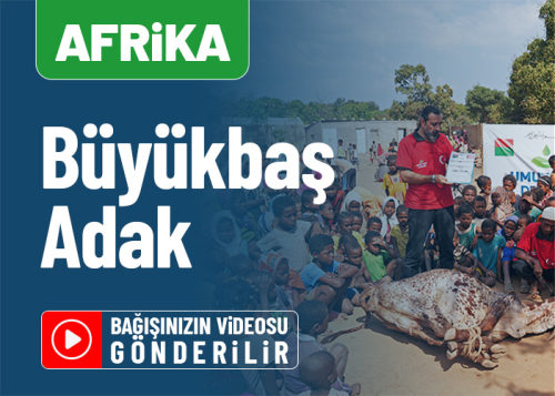 Afrika Büyükbaş Adak