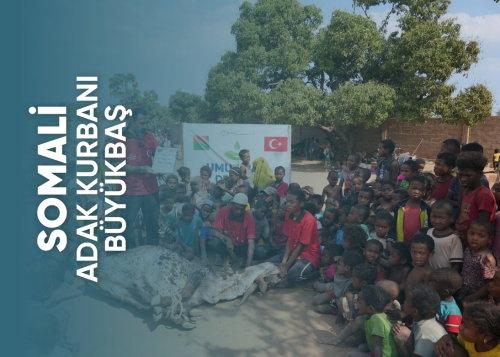 Somali Büyükbaş Adak