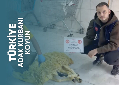 Türkiye Koyun Adak